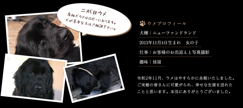 ウメプロフィール